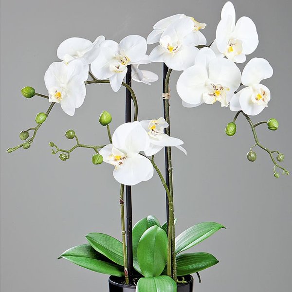 Orchidee (mind. 2 Triebe) Bild 1